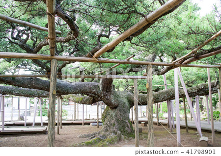 影子導向的松樹天然寶藏東京 影子導向的松樹天然寶藏東京 41798901