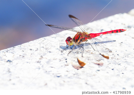 Conosimetorbos (male) Conosimetorbos (male) 41798939