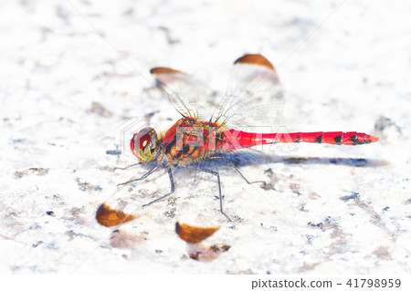 Conosimetorbos (male) 41798959