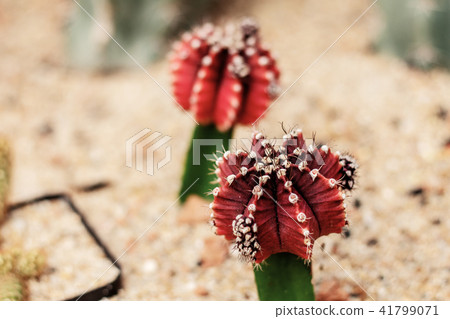 Cactus of red on ground. Cactus of red on ground. 41799071