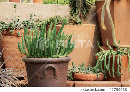 Cactus on pot. Cactus on pot. 41799088