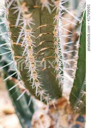 Cactus with texture in park. 41799091