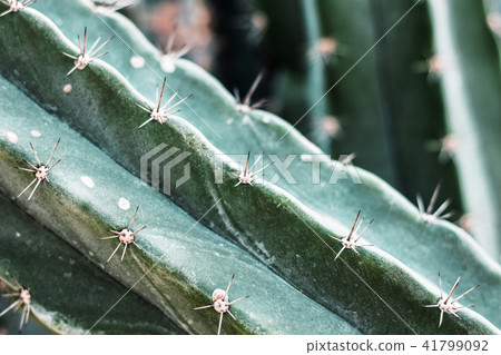 Cactus with texture. Cactus with texture. 41799092