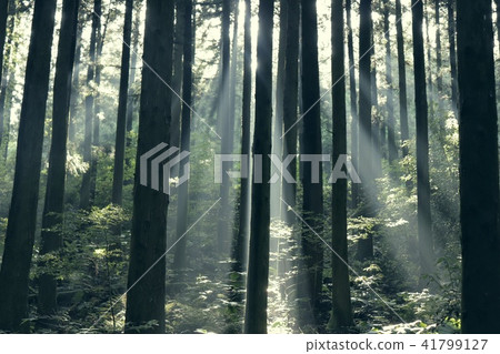 Buy Forest Forest 41799127