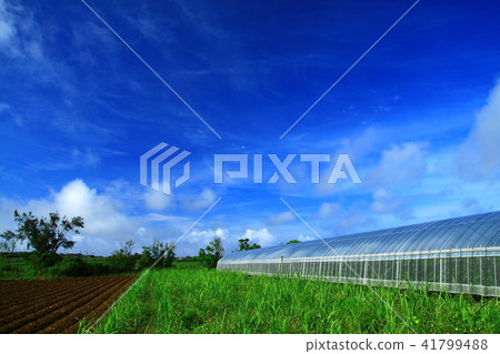 甘蔗領域藍天在Kikaijima的在初夏 41799488