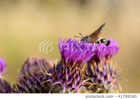 Hummingbird hawk moth feeding on flower Hummingbird hawk moth feeding on flower 41799580