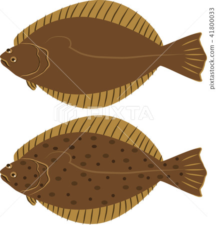 flounder 41800033