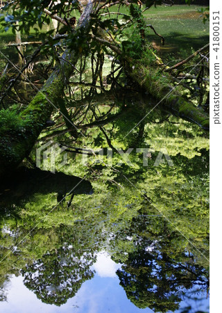 Pond in Silanuta Pond in Silanuta 41800151