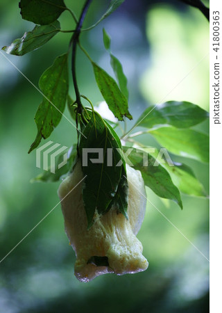 Egg mass of Moriagal 41800363