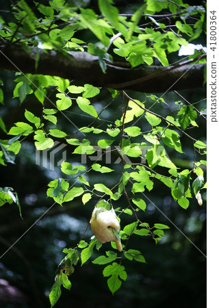 Egg mass of Moriagal 41800364