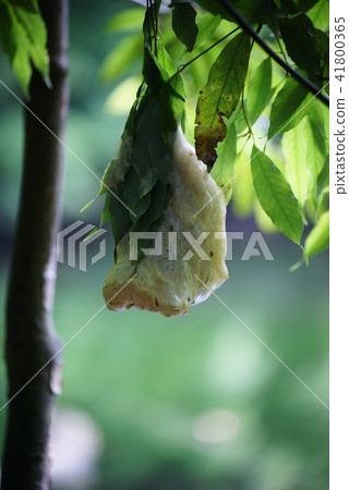 Egg mass of Moriagal 41800365