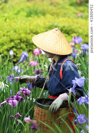 Flower picking girl 41800452