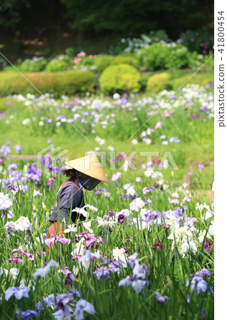 花採摘女孩 花採摘女孩 41800454