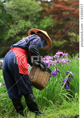 Flower picking girl 41800457