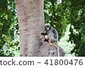 Dusky leaf monkey with yellow baby at Khao Lom Mua 41800476