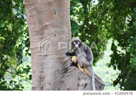 Dusky leaf monkey with yellow baby at Khao Lom Mua 41800476