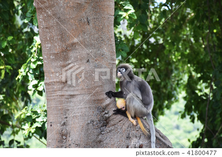 Dusky leaf monkey with yellow baby at Khao Lom Mua 41800477