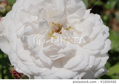 玫瑰花白色 41800488