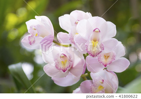 Cymbidium 41800622