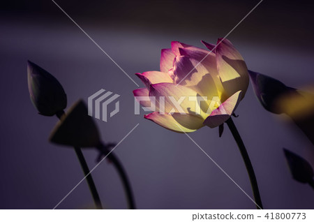 Lotus lotus 4 Lotus lotus 4 41800773