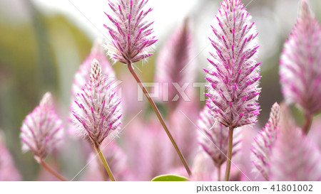 Tiarella sky rocket pink color flowers close-up Tiarella sky rocket pink color flowers close-up 41801002
