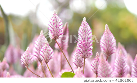 Tiarella sky rocket pink color flowers close-up Tiarella sky rocket pink color flowers close-up 41801003