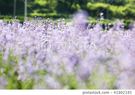 Flowers, lavender, flower field, Gwangyang, Jeonnam 41802185