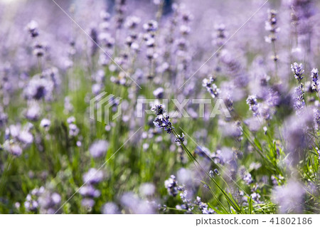 Flowers, lavender, flower field, Gwangyang, Jeonnam 41802186