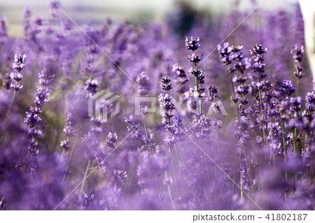 Flowers, lavender, flower field, Gwangyang, Jeonnam 41802187