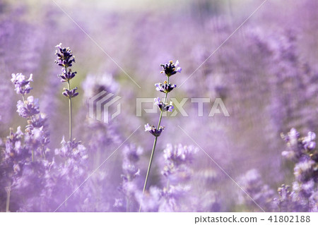 花，薰衣草，花場，光陽，全南 41802188