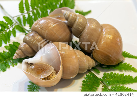 A bail shell 41802414