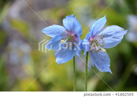 Blue poppy of Himalayas of Rokko alpine botanical garden 41802505