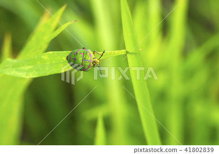 Red moss Red moss 41802839