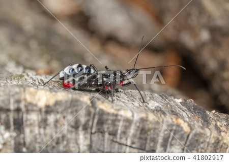 Agriosphodrus turtle Agriosphodrus turtle 41802917