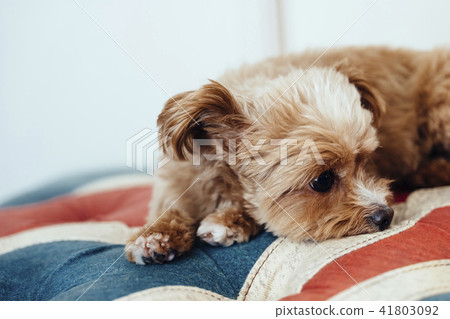 Dog relaxing on the sofa / Chiapa Poo Dog relaxing on the sofa / Chiapa Poo 41803092