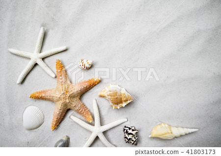 Beach with a lot of seashells and starfish 41803173