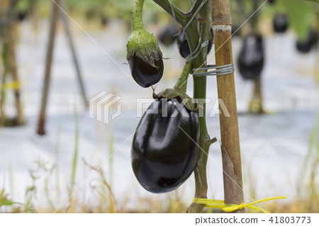 Field of U.S. eggplant Field of U.S. eggplant 41803773