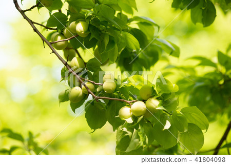 Ume plum tree Ume plum tree 41804098