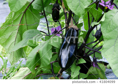 Before harvesting eggplant Before harvesting eggplant 41804099