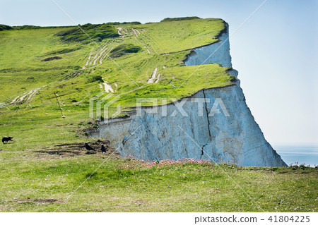 White chalk cliffs in Seaford Head, East Sussex, UK White chalk cliffs in Seaford Head, East Sussex, UK 41804225
