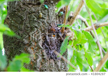 Wheat beak tree Wheat beak tree 41804287