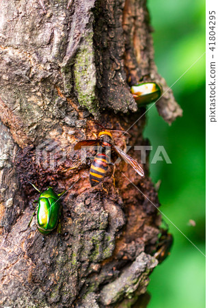 Wheat beak tree Wheat beak tree 41804295