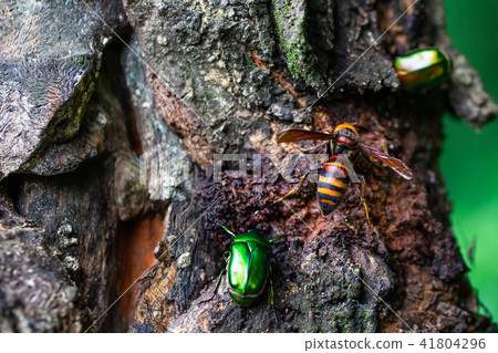 Wheat beak tree Wheat beak tree 41804296