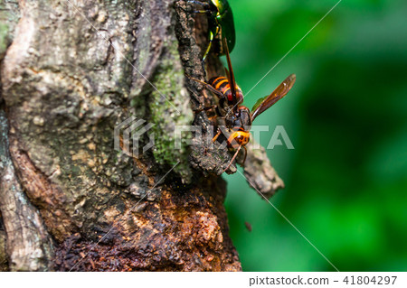 Wheat beak tree 41804297