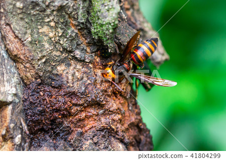 Wheat beak tree 41804299