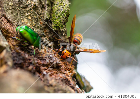 Wheat beak tree 41804305