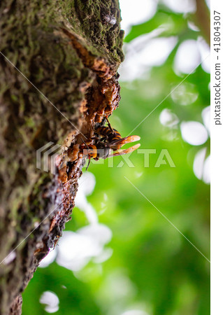 Wheat beak tree Wheat beak tree 41804307