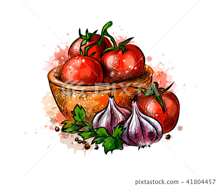 Tomatoes and garlic from a splash of watercolor Tomatoes and garlic from a splash of watercolor 41804457