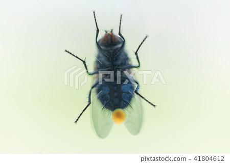 fly on the glass 41804612