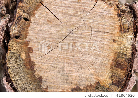 tree trunk slice tree trunk slice 41804626
